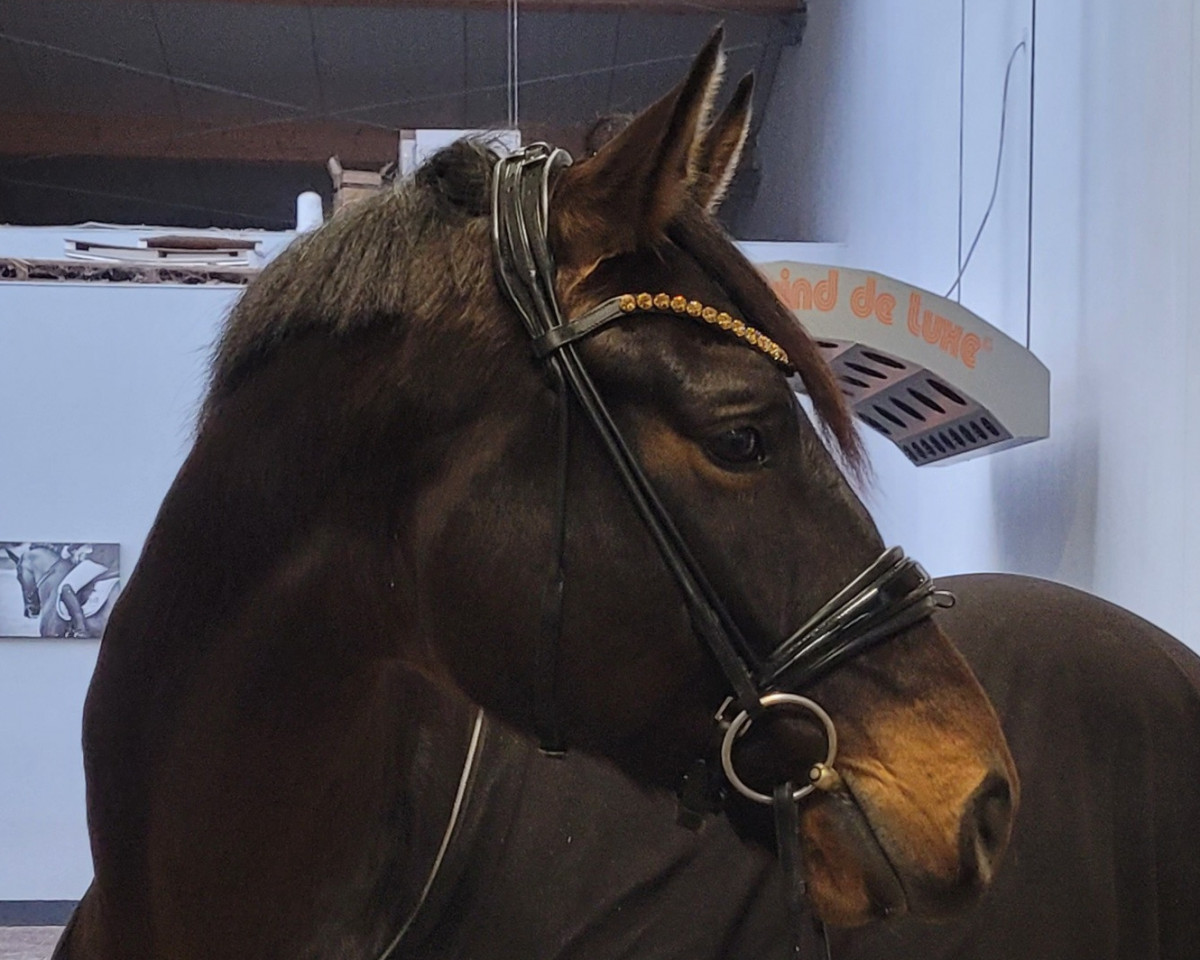Dressurpferd Fauntleroy 9 (Oldenburger, 2016, von Fürstenball)
