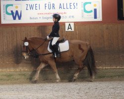 dressage horse Jonny (Westphalian, 2000)