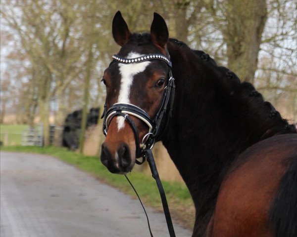 Dressurpferd Cleveland L (Deutsches Reitpony, 2020, von Cooper County WE)