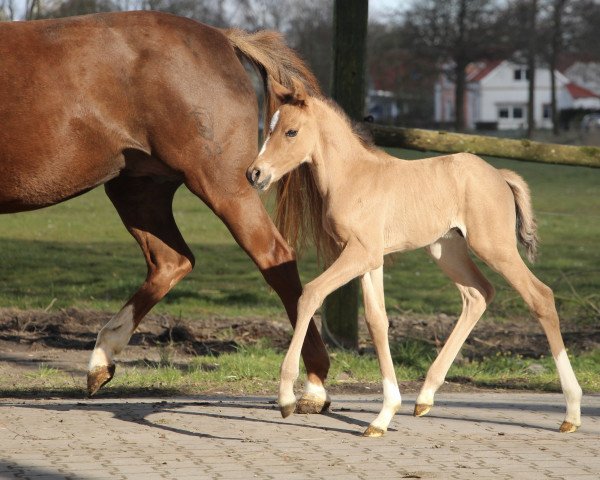 dressage horse Deichkind L (German Riding Pony, 2022, from Don Papa WE)