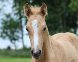 Dressurpferd Dünenzauber L (Deutsches Reitpony, 2022, von Don Papa WE)