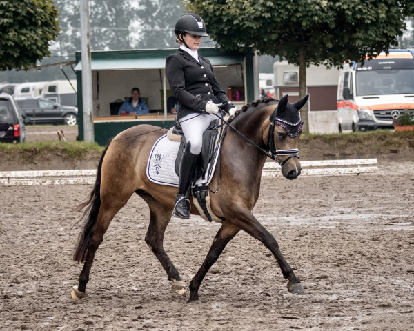 dressage horse Dark Diva L (German Riding Pony, 2017, from Diamond Touch NRW)