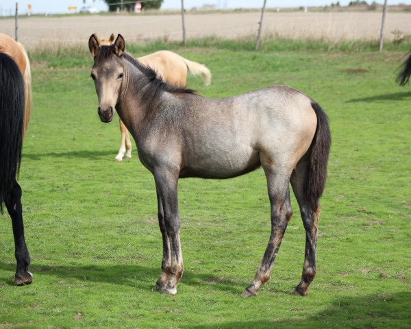 dressage horse Gin Tonic (German Riding Pony, 2022, from Gamble Sd)