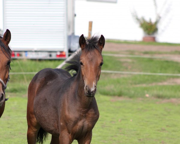 Dressurpferd Galicia (Deutsches Reitpony, 2022, von Gipfelstürmer)