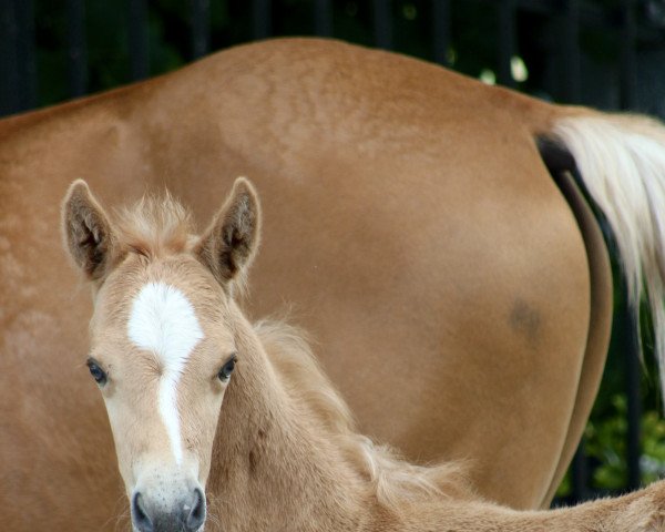 Dressurpferd Designed to Dance (Deutsches Reitpony, 2022, von Dream Date 7)