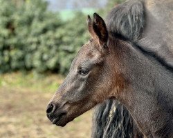 dressage horse Abraxans Glücksbringerin (Trakehner, 2023, from Freiherr von Stein)