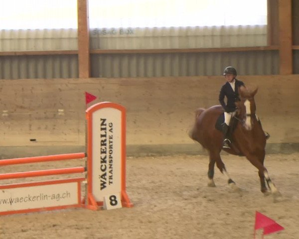 Reitturnier Schaffhausen 2023