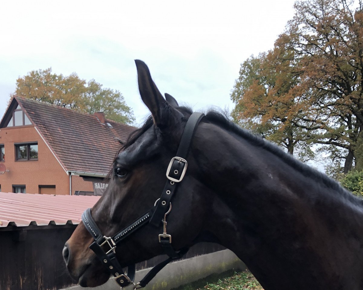 Springpferd Fontana 66 (Hannoveraner, 2018, von Fürstenball)