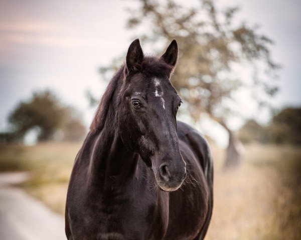 broodmare Renaissance D (Oldenburg, 1998, from Rubino Rosso)