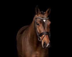 dressage horse Fee NB (Hanoverian, 2016, from Fürstenball)