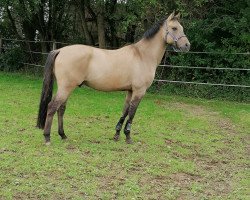 dressage horse Dragon of Stars (German Riding Pony, 2018, from Dulcio 3)