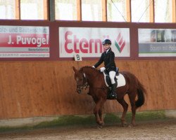 dressage horse Maja 222 (German Riding Pony, 1995, from Mondeo)