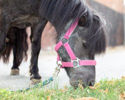 broodmare Mia (Hungarian Warmblood, 2015)