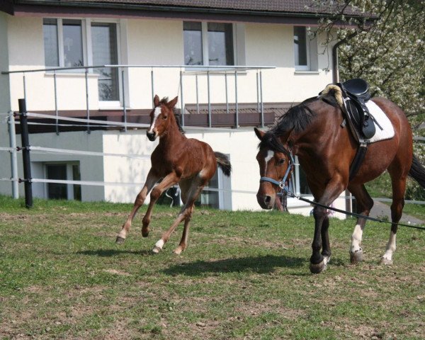 Zuchtstute Catch me if you can (Westfale, 2000, von Cordobes I)