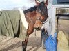 stallion Calimero van de Richter (Belgium Sporthorse, 2008, from Moujik de Sohan)