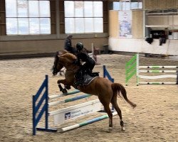 jumper Tornado 356 (German Riding Pony, 2017, from Topolino)