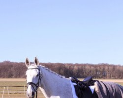 dressage horse Shakira 380 (Westphalian, 2006, from Sterling)