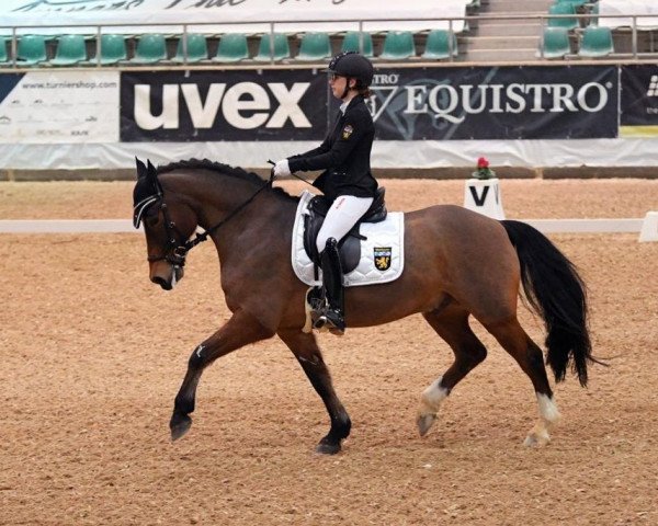 dressage horse Fedor 111 (German Riding Pony, 2012, from Famos)