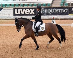 dressage horse Fedor 111 (German Riding Pony, 2012, from Famos)