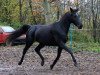 broodmare Rosenkönigin 4 (Trakehner, 2010, from Donauzauber)