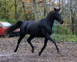 jumper Rosenkönigin 4 (Trakehner, 2010, from Donauzauber)