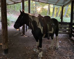 horse Singland Manhattan (Tinker / Irish Cob / Gypsy Vanner, 2012)