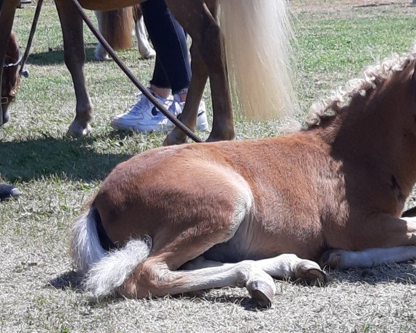 broodmare Stella de la luz (German Classic Pony, 2022)