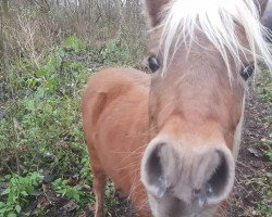 broodmare Silber Mond (German Classic Pony, 2015, from Al Capone)