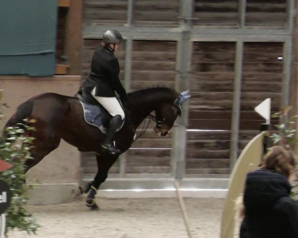 Reitturnier Mannheim-Neckarau 2023