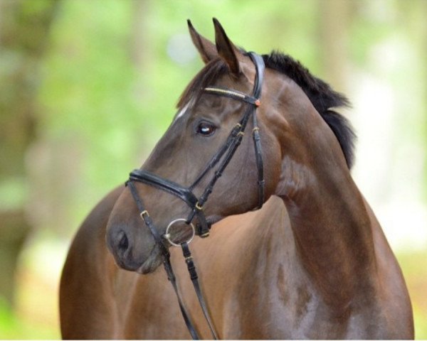 horse Heart and Soul 2 (Hanoverian, 2005, from Hochadel)