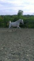 horse Marcant 5 (German Riding Pony, 1993, from Marsvogel xx)