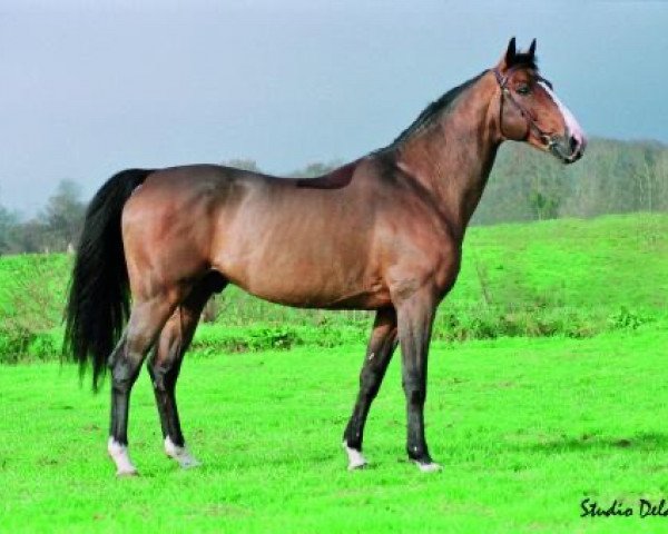 stallion Allegreto (Selle Français, 1988, from Jalisco B)