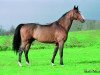 stallion Allegreto (Selle Français, 1988, from Jalisco B)