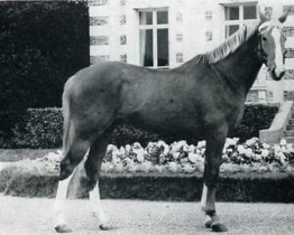 stallion Uranus de L'Ere (Selle Français, 1964, from Ultimate xx)