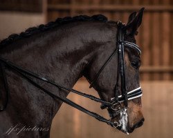 dressage horse Fürst de la Finesse (Rhinelander, 2012, from Fürstenball)