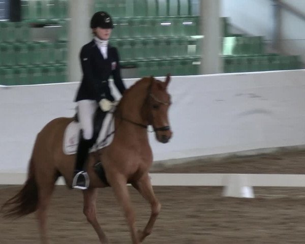 Reitturnier Zweibrücken-Landgestüt / Halle 2023