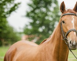 Pferd Lucy (Trakehner, 2015, von Berlusconi)