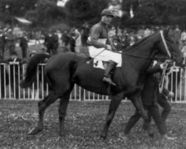 stallion Motrico xx (Thoroughbred, 1925, from Radames xx)