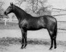 stallion Arabian xx (Thoroughbred, 1953, from Norsemann xx)