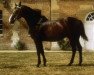 stallion Joad AA (Anglo-Arabs, 1975, from Dionysos II AA)