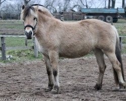 horse Eekbarg's Ira (Fjord Horse, 2020, from Reyk vom Eekbarg)