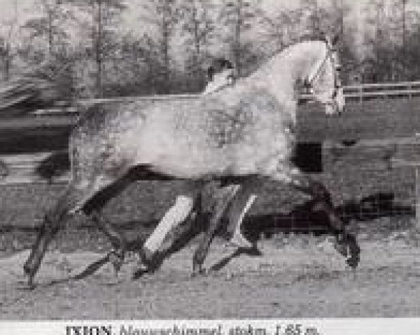 stallion Ixion AA (Anglo-Arabs, 1980, from Inschallah AA)