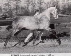 Deckhengst Ixion AA (Anglo-Araber, 1980, von Inschallah AA)