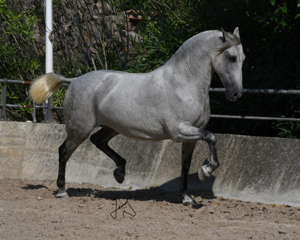 Zuchtstute Hiedra XXXI (Pura Raza Espanola (PRE), 2007, von Jaquimero)