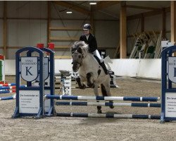 broodmare Merle (Fjord Horse, 2016, from Turbo Romeo N.2573)