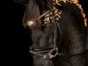 dressage horse Florentina K 2 (Hanoverian, 2018, from Finest)