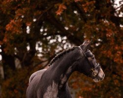 jumper Mafamalio (anglo european sporthorse, 2017, from Hermantico)