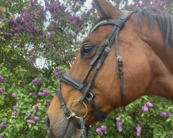 jumper Cocalou (Lithuanians Warmblood, 2013, from Borzomis)