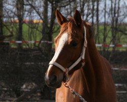 broodmare Mönchshof's Felicitas (German Horse, 2011, from Longton)