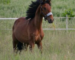 stallion PMC's Angel Del Cielo (Pura Raza Espanola (PRE), 2014, from Ald Fanfarron)